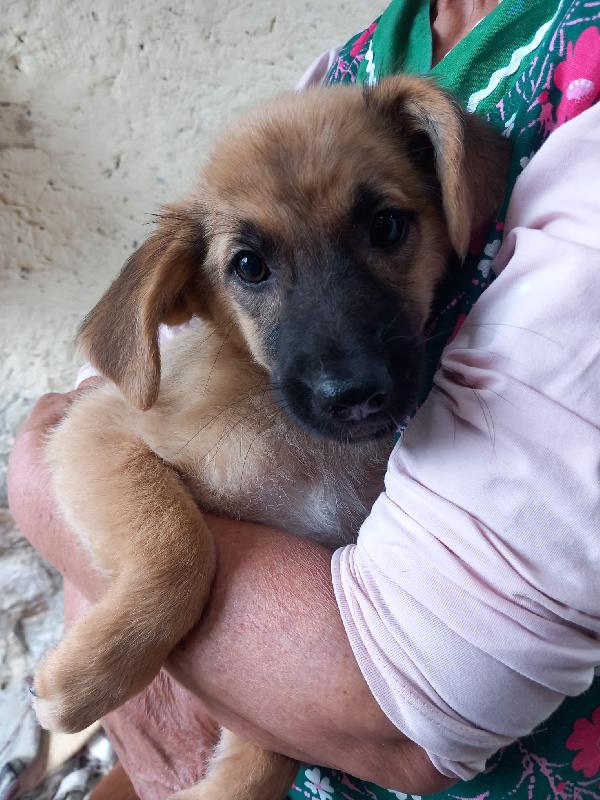 Mago' - Cucciola Di 3 Mesi - Taglia Media